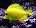 Image 51The usually placid yellow tang can erect spines in its tail and slash at its opponent with rapid sideways movements (from Coral reef fish)