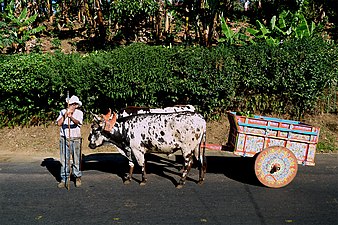 Typical oxcart decoration of Costa Rica