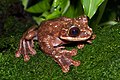 Image 8 Ecnomiohyla rabborum Photograph: Brian Gratwicke Rabbs' fringe-limbed treefrog (Ecnomiohyla rabborum) is a large species of frog originally found in the forest canopies of central Panama. Only discovered in 2005, the species is thought to be extinct in the wild; only one specimen, a male at the Atlanta Botanical Garden, survives. More selected pictures