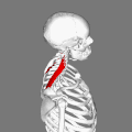 Position of levator scapulae muscle.