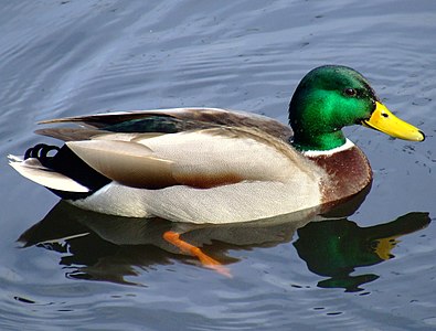 ... swims like a duck, quacks like a duck: this is a duck.