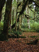 Bigleaf maples, Hoh Rainforest