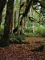 Moss and Licorice fern on Bigleaf maple in Hoh Rainforest in Olympic National Park, Washington