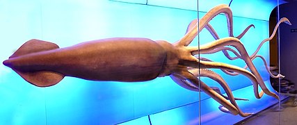Mediterranean section Giant squid model