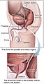 Position of the urethra in males