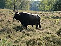 Tudanca bull in Johannahoeve, Netherlands.