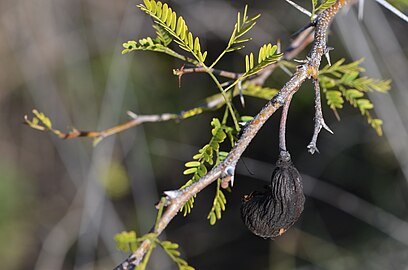 Foliage with seed pods