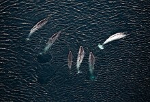 Six narwhals near the water surface in the open ocean