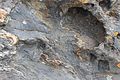 Migmatit: Die hellen, aufgeschmolzenen Gesteinsbestandteile (Leukosom) zeigen eine intensive Verfaltung (Ptygmatisierung).