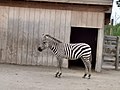Grant's zebra in the Ark Encounter's Ararat Ridge Petting Zoo