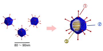 Struktur der Adenoviren
