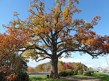 A large white oak in Bronte, Oakville, Ontario, dating to 1750.[15]
