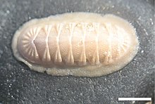"Callistochiton pulchellus" found in Playa el Pulpo, Chile. Scale bar = 2 cm