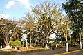 Parque Central in Catacamas -for size reference the trunk of the central tree is 14 feet across-