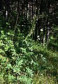 Riesen-Schuppenkopf (Cephalaria gigantea)