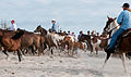 Saltwater cowboys round up ponies on Assateague and herd them down the beach at sunrise.