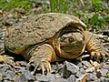 Common snapping turtle at Taum Sauk Mountain State Park