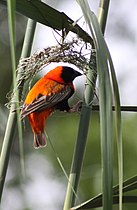 Red bishop constructing a nest in reeds, South Africa