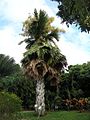 At Jardin Botanique de Deshaies, Guadeloupe