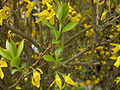 Forsythia × intermedia flowers and young leaves