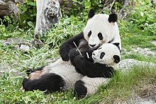 Panda Yang Yang, with Fu Long, her first cub.