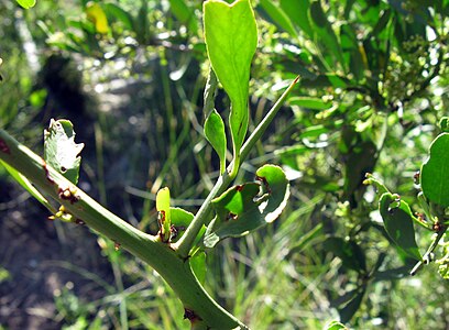 Gymnosporia buxifolia thorn, its leaves, nodes, and emergence from an axillary bud demonstrating its nature as a branch.