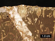 Brown and yellow image with oval and long thin areas representing the fossilised remains