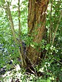 Medlar growing on Hawthorn rootstock