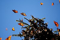 Biosphärenreservat Mariposa Monarca