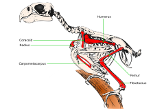 Illustration of a parrot skeleton with known bones of the St. Croix macaw marked