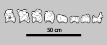 Eight illustrated tail vertebrae laid out in a row, with a 50cm scale bar below them
