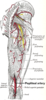 Popliteal artery