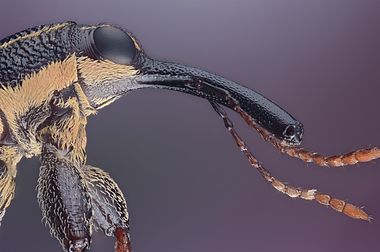 Rhinotia hemistictus