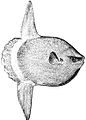 Image 1The huge ocean sunfish, a true resident of the ocean epipelagic zone, sometimes drifts with the current, eating jellyfish. (from Pelagic fish)