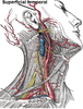 Superficial temporal artery