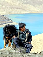 Shepherd with his Tibetan Mastiff