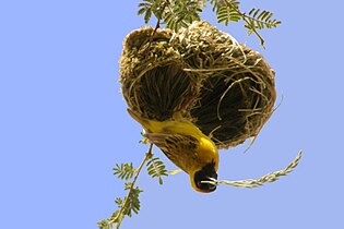 A southern masked weaver building his nest, Namibia