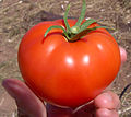 Image 13The tomato (jitomate, in central Mexico) was later cultivated by the pre-Hispanic civilizations of Mexico. (from Indigenous peoples of the Americas)