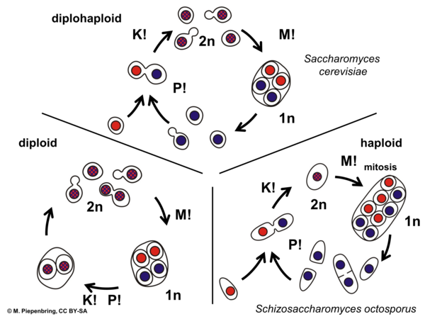 Life cycles of yeasts, Saccharomycetales, Schizosaccharomycetales, Ascomycota (diagram by M. Piepenbring)