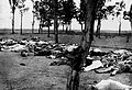 Image 6Picture showing Armenians killed during the Armenian Genocide. Image taken from Ambassador Morgenthau's Story, written by Henry Morgenthau, Sr. and published in 1918.