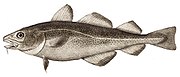 Cod have three dorsal and two anal fins, which give them great maneuverability