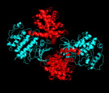 Cdk2 (blue) and its binding partner, cyclin A (red).