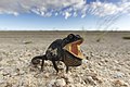 Namaqua chameleon showing threat display with dewlap
