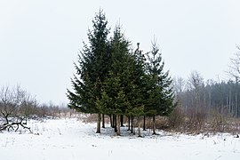 Young spruce group ("Picea abies") marginal windthrow area twelve years after Kyrill / Vogelsberg, Germany