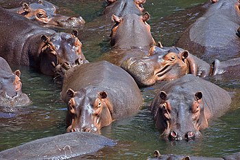Pod of hippos in Luangwa Valley, Zambia