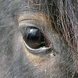 Eye area of a dark bay horse, showing lighter hairs around the eye
