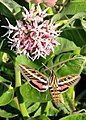 Hyles lineata hovering at milkweed (Asclepias)