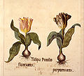 Zwergtulpen. Aus: Plantae singulares horti electoralis Brandenburgici, 1659/60
