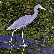 Little blue heron. The water is reflecting green mangrove trees.