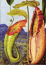 Nepenthes northiana (c. 1876), Marianne North Gallery, Kew Gardens. The painting shows the pitcher plant's lower and an upper pitcher.
